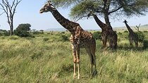 One Day Tanzania Safari - Tarangire or Arusha National Park