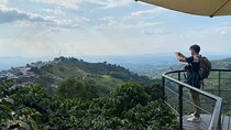 Coffee Region Andes Mountains: Coffee Tour, Pijao & Buenavista