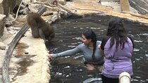 Full Day Snow Monkey Park Tour, From/To Tokyo, 2-12 guests