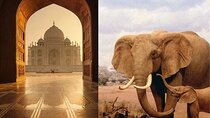 Same day Tajmahal tour with SOS Elephant/Bear wildlife Sanctuary