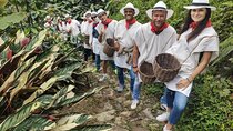 Half-day Colombian Cafe tours from Medellin