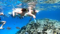 Discover the Magic in Snorkeling Expedition to Dolphin House 