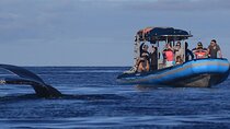 The Best 12 pm 1.5 Hour Whale Watching Tour