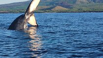 The Best 8 am 1.5 Hour Whale Watching Tour