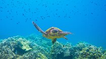 The Best Maui 3 Hour Molokini and Turtle Town Snorkel