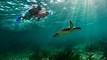 Snorkeling Guided Activity in Puerto Morelos Mexico