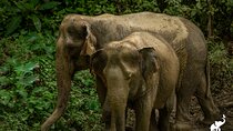 Phuket: Hidden Forest Elephant Reserve Guided Tour with Lunch