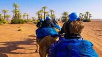 Camel Ride in Marrakech Including Moroccan Tea 