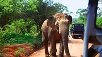 Private Tour Yala Safari Bentota/Kalutara/Ahungalla/Hikkaduwa