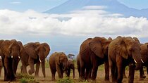 Full Day Tour to Amboseli National Park & Masai Village