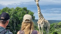 Full-Day Addo Elephant Park & Giraffe Walk