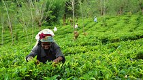 Private Tour Ceylon Tea Experience from Colombo