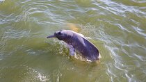 Private Tour Whales&Dolphin Watching incl Handunugoda Teafactory