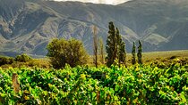 Full-Day Private Calchaquí Valley & Cafayate Wine Tour from Salta
