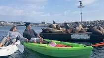 Kayak with Sea Lions in a Calm, Beautiful, Redondo Beach Harbor
