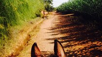 A Day on Horseback in the Countryside with Lunch at the Farm