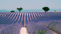 Provence, Vineyards and Lavender Fields Private Day Trip