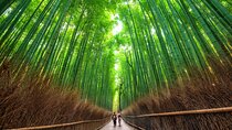 Kyoto Arashiyama Bamboo Forest & Scenery Customized Private Tour