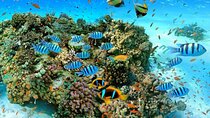 Sharm El Sheikh: Ras Mohammed and White Island VIP Boat Sea Trip