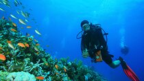 Orange Island Scuba Diving and Snorkeling Tour from Hurghada 