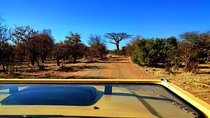 Unique Game Drive in Zambezi National Park in open Safari Jeep