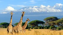  2 Days Amboseli National Park Safari Escape with Kentau