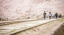 Kyoto Cherry Blossom 1 Day Walking Tour