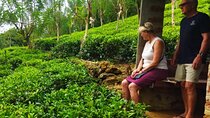 Shore Excursions Tea Plantation from Colombo Port Passenger Jetty