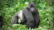 3 Days Gorilla Trekking Safari to Bwindi Impenetrable NP Uganda