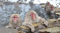 Day Trip Snow Monkey in Nagano from Tokyo by bullet train