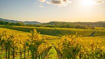 Full-Day Private Napa Valley Wine Tour from San Francisco
