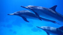 2-Hour Dolphin Watching and Double Reef with Snorkel in Hawaii