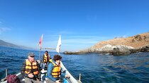 Penguins Watching - Navigation Cachagua Island & Lunch From VALPO