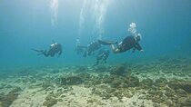 From Abu Dhabi: 2 Dives for Certified Divers in Fujairah
