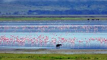 2 Day Budget Tour- Lake Manyara - Ngorongoro Crater from Arusha