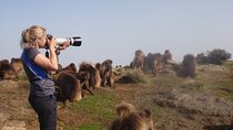 Simien Mountains 2-Night/3 Days Trek,Wildlife spotting & Camping