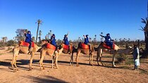 1 hour Shared Camel Ride in Palmeraie