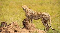 Private 7 Days Classic Safari Tour in Tanzania