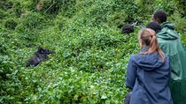 5 Days Gorilla and Chimpanzee Trekking in Uganda
