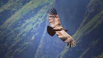 Flight of the condor