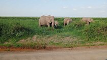 7 Days safari: Masai mara, Lake Nakuru, Lake Naivasha & Amboseli
