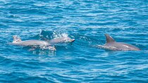 2 Days Tour in Dolphin Sights and Sacred Sites