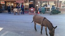 Oatman Mining Camp & Burros: Historic Route 66 Tour from Laughlin