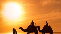 Evening Desert Safari in Dubai with Camel Ride, Show & BBQ Dinner