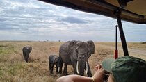 2 Days Safari in Tarangire and Ngorongoro Crater