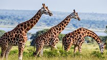 4 Day Private Tour in Tanzania Deluxe Safari