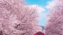 Jinhae Cherry Blossom Festival Gyeonghwa Stn Day Tour from Seoul