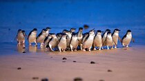 Philip Island express tour: penguin prd & wallaby spotting