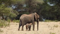 7 Days Private Tanzania Safari with Mid Range Lodges or Camps
