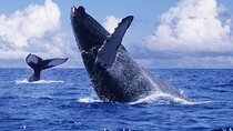 Samana Bay and Cayo Levantado Whale Watching Tour from Punta Cana